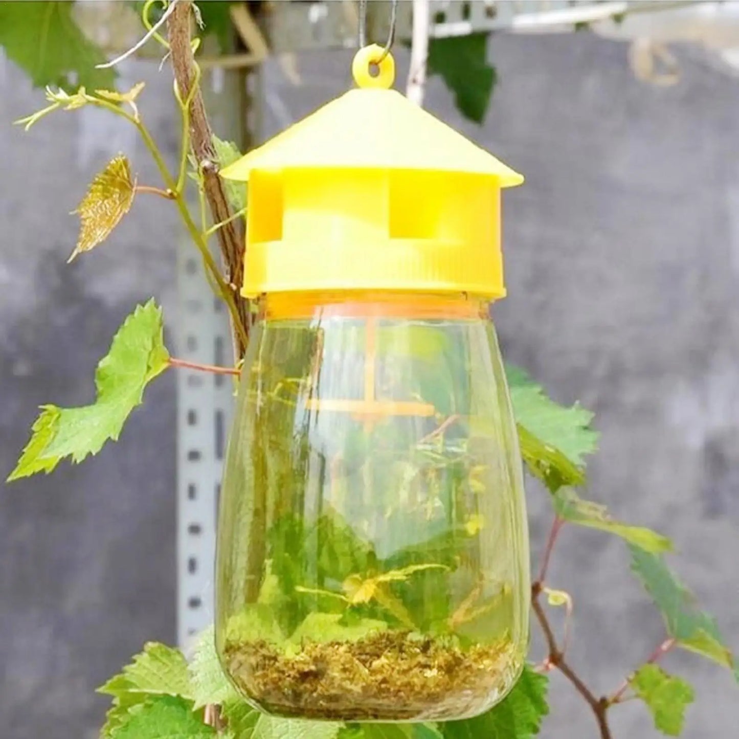 Piège à Mouches des Fruits en Plastique